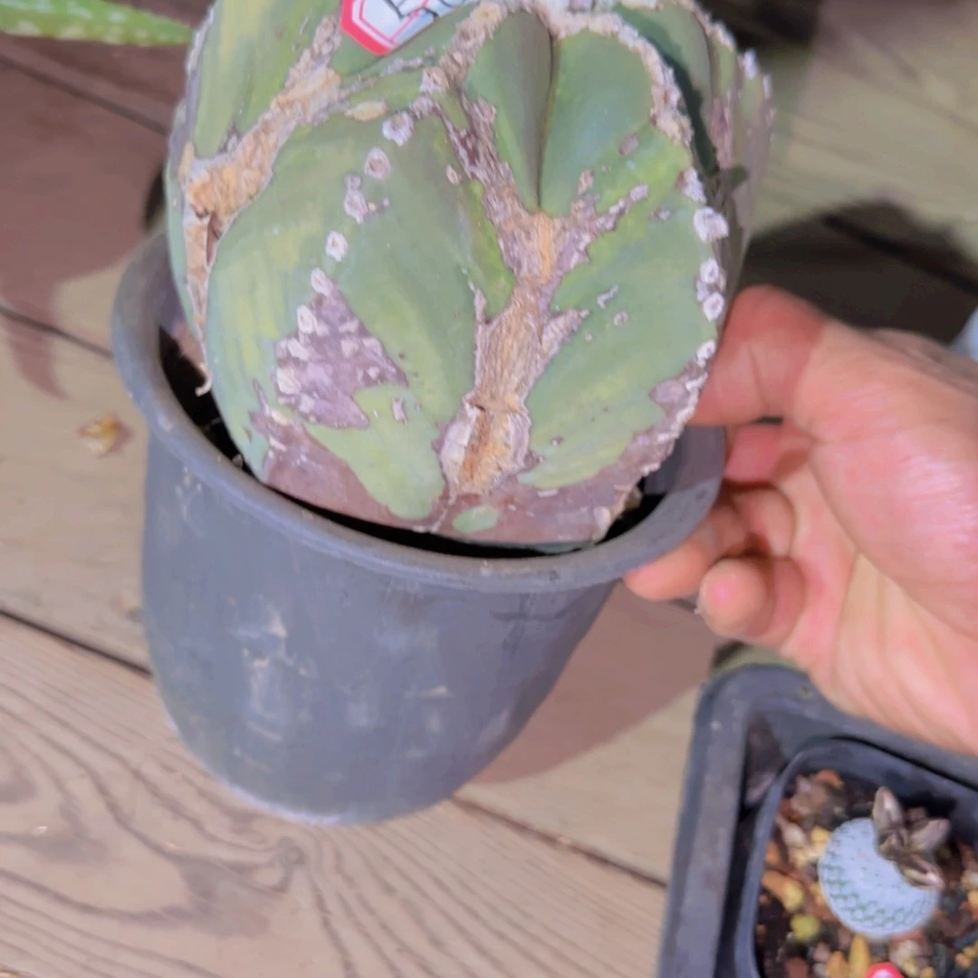 中***唇块根植物块根植物块根植物