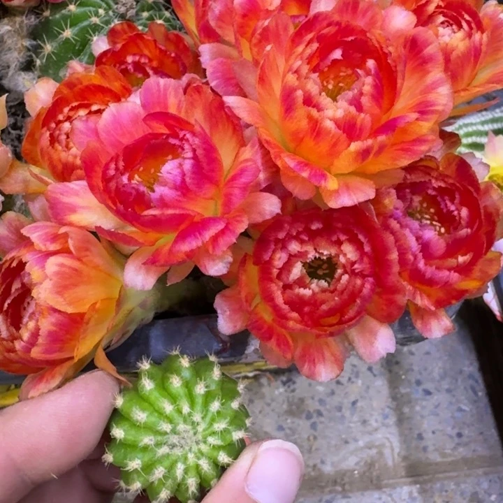 334丽130，2公分左右歪，20包邮