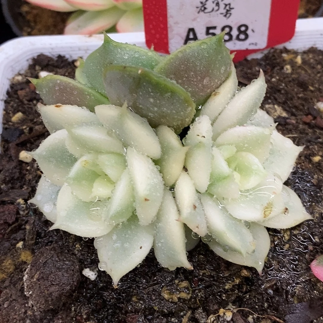 588三头贝加尔湖哈哈哈哈