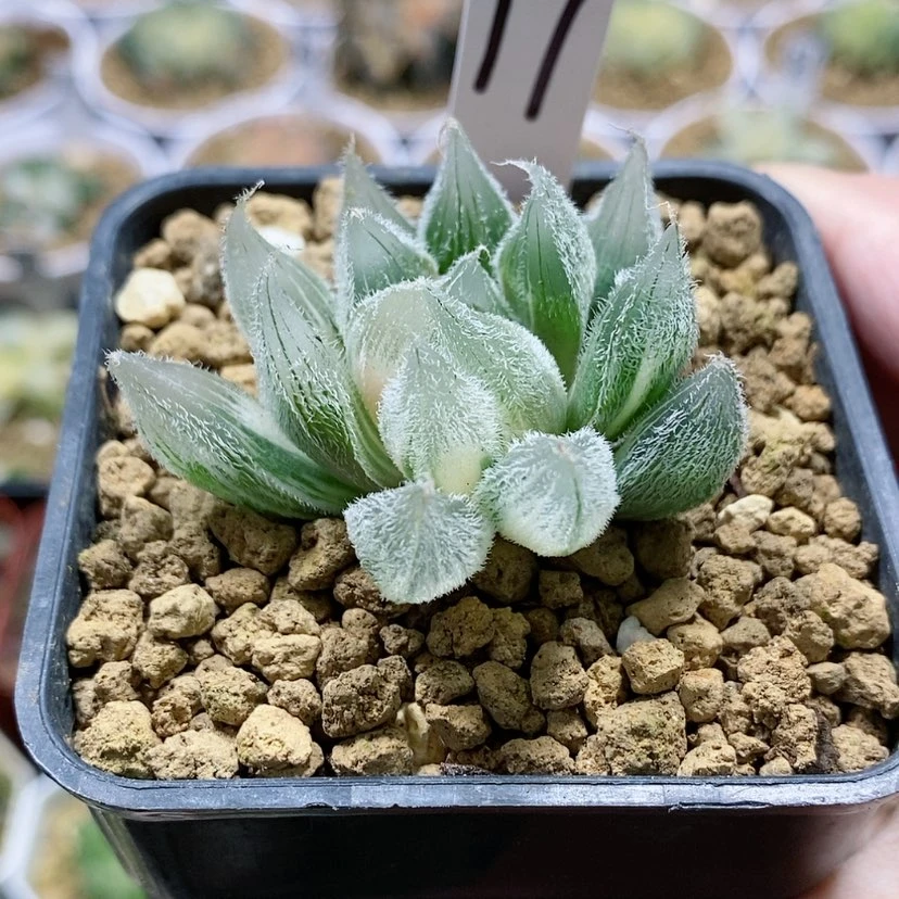 【闪购商品】17福利GM292锦