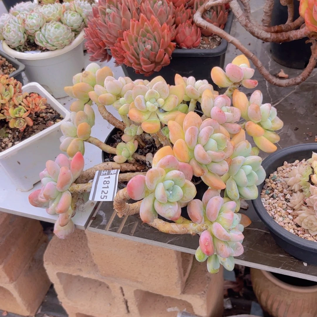 洛神多肉植物18125