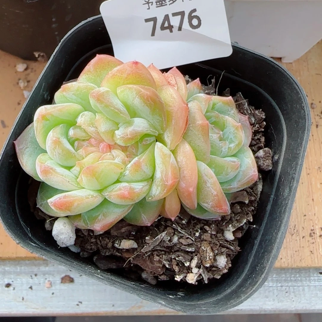 孤品缀化，7476多肉植物