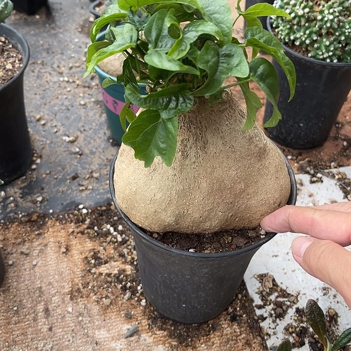 无花朵实生枫叶腺蔓一物一拍