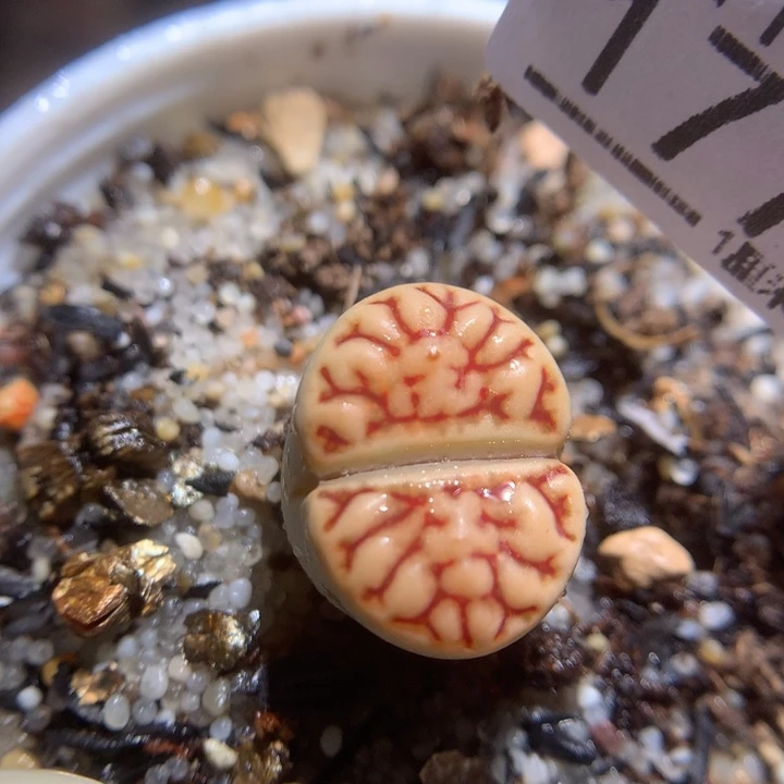 精品生石花118.177