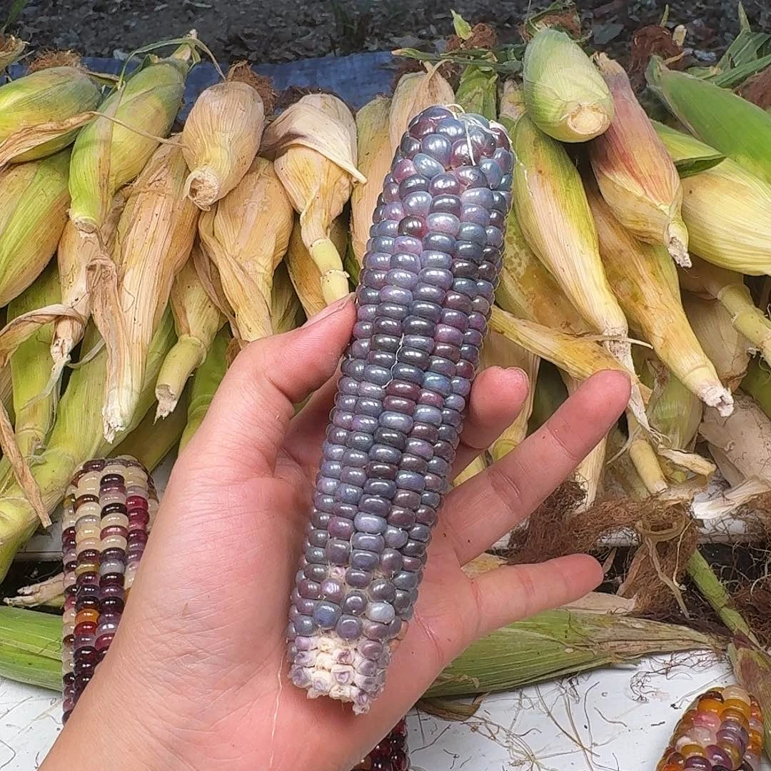 女****梦之城文玩玉米，梦宝零一号品