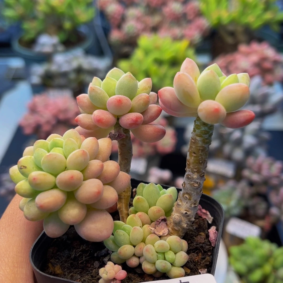 1284-鱼子酱多肉6cm