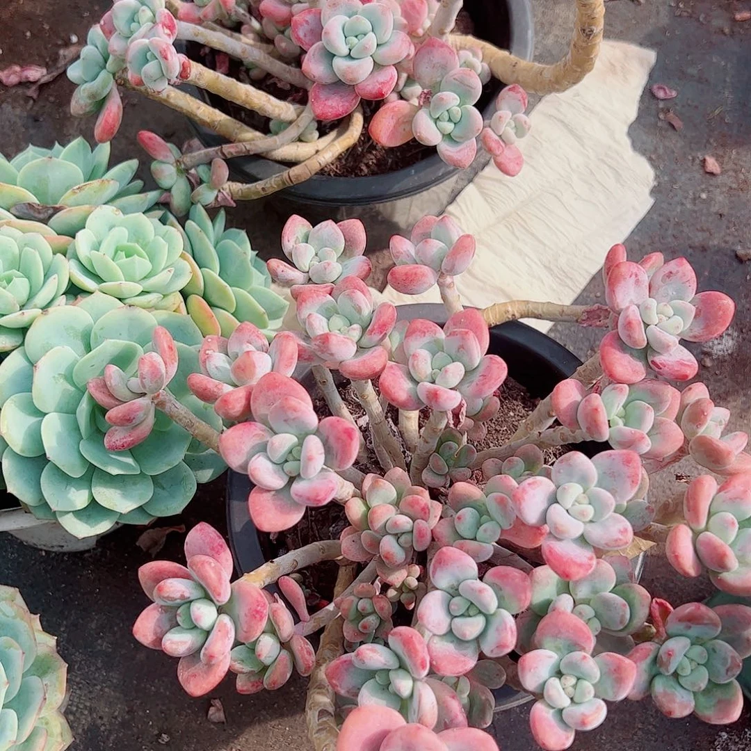 樱花红洛神多头群生老桩特价