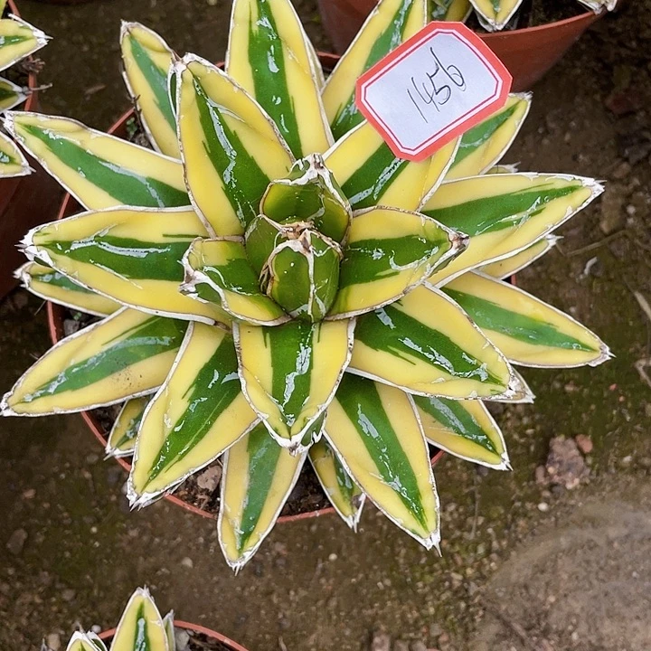 A***E完全开放辉山龙舌兰