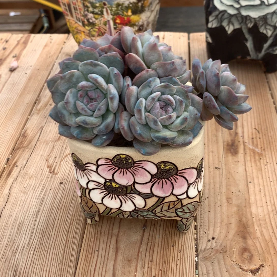 二*美二美美突尼斯发货多肉