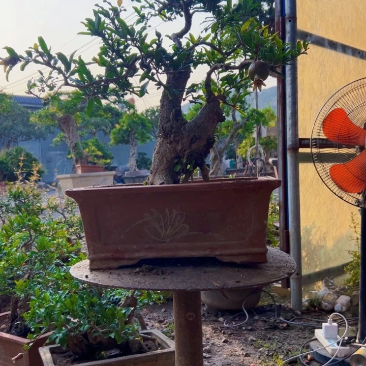 禅***隐完全开放石榴盆景艺术作品欣赏