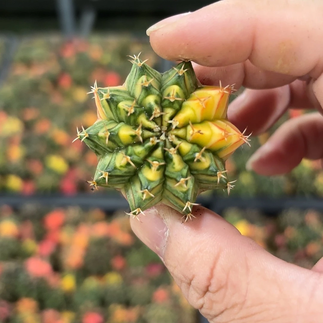 泰国米哈实生717-1114