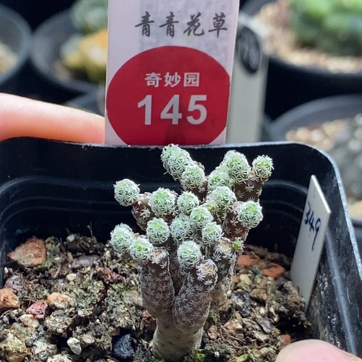 实生迷你牧师群一颗仙人球