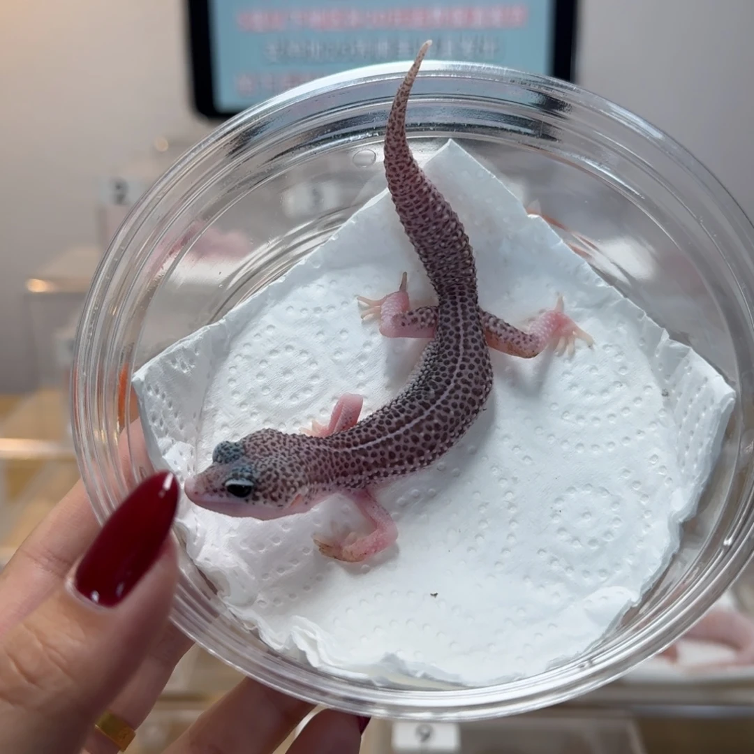 豹纹守宫银河母温