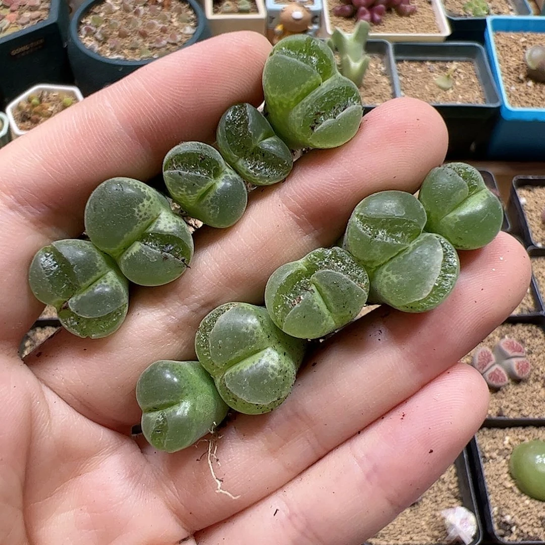 【闪购商品】53 破安格
