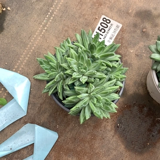 加***2美人群508 亏本处理退款拉黑7-8天发货