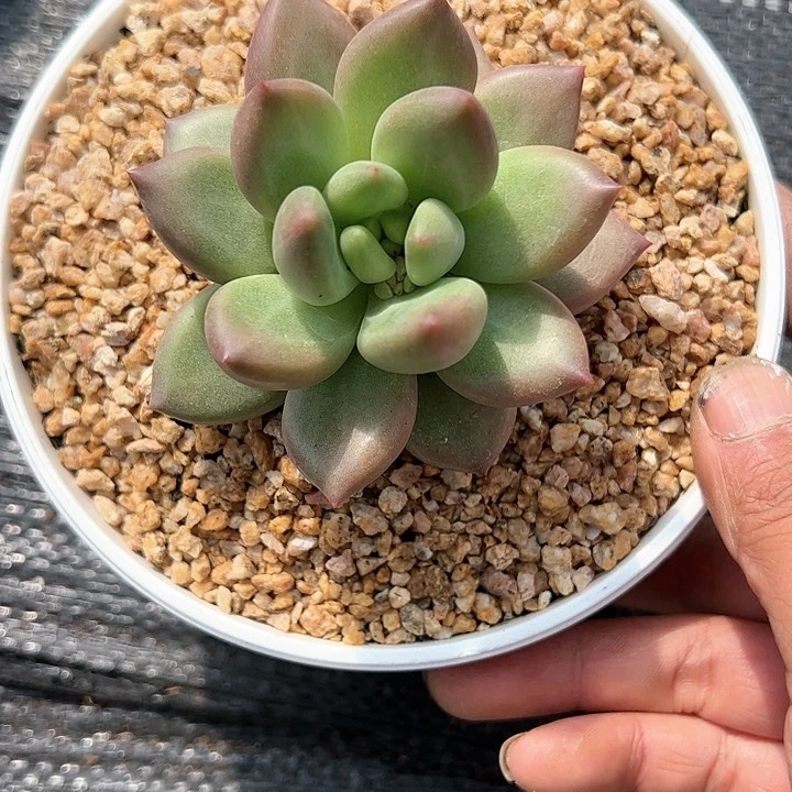 【闪购商品】米其林单头