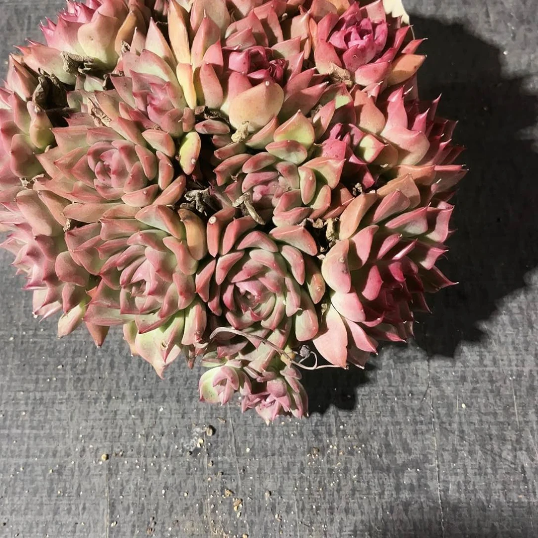 大***猫64多肉植物提取萃取剂中