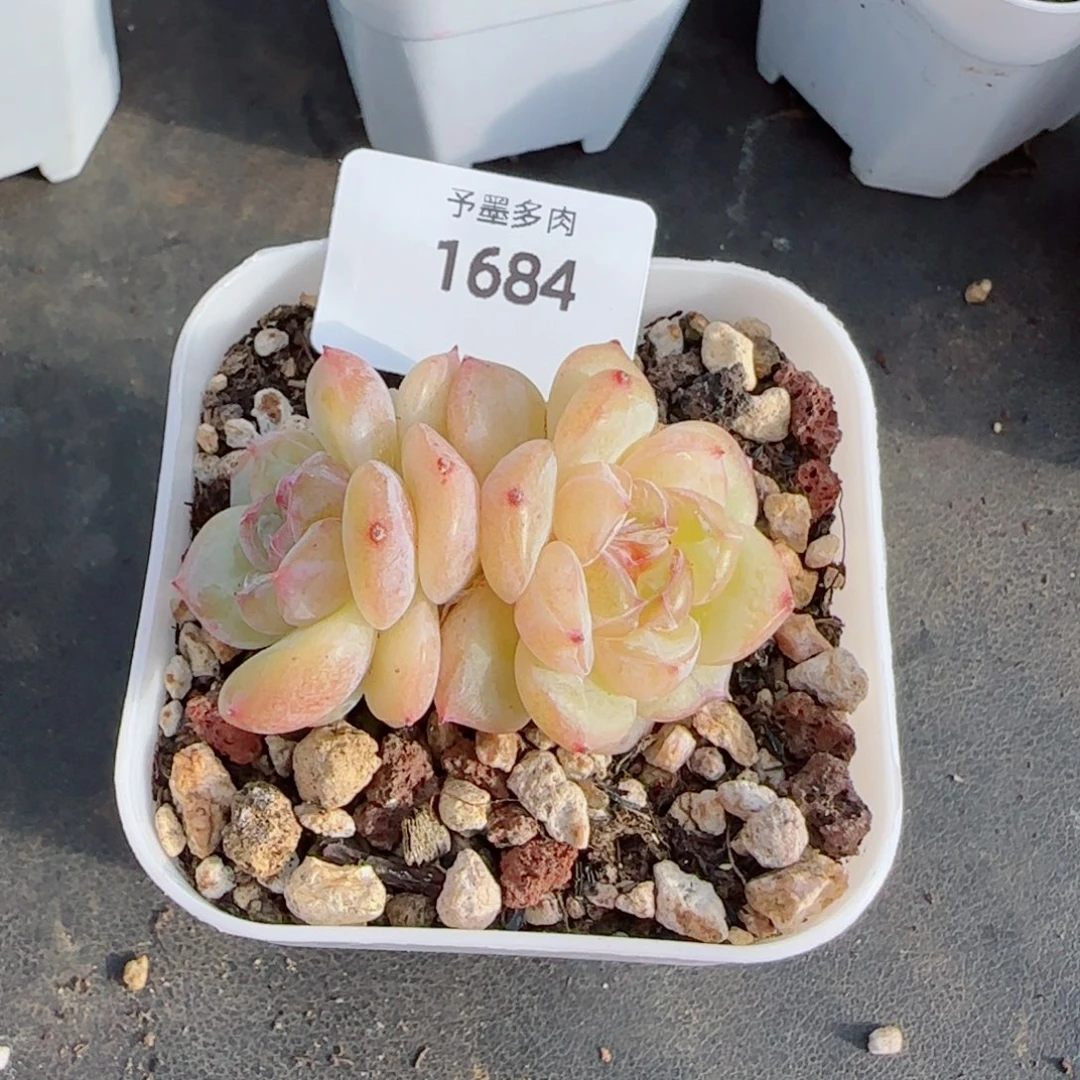 烛光，1684多肉植物