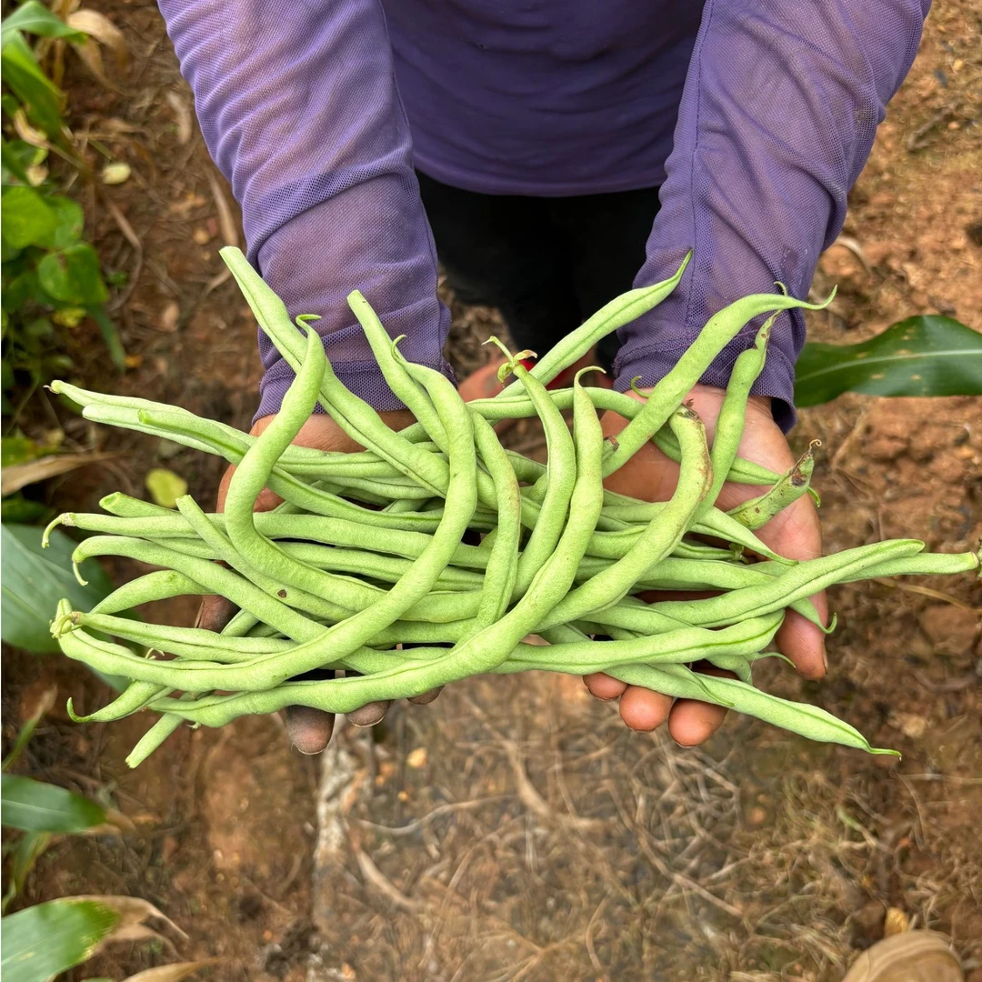 云南曲靖无丝豆新鲜嫩鲜农家自种当天采摘发货