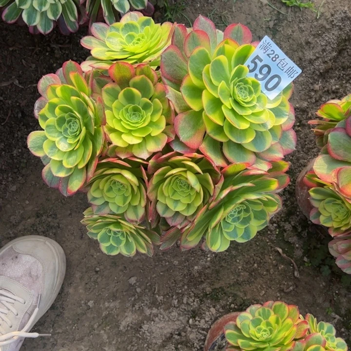 590奶白多肉植物