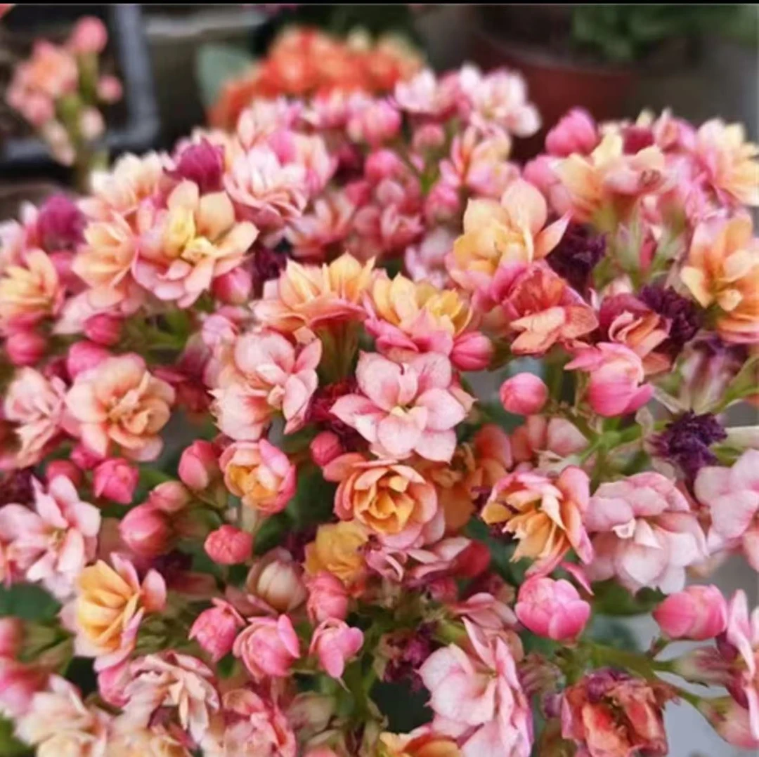 《快乐星球》130盆长寿花