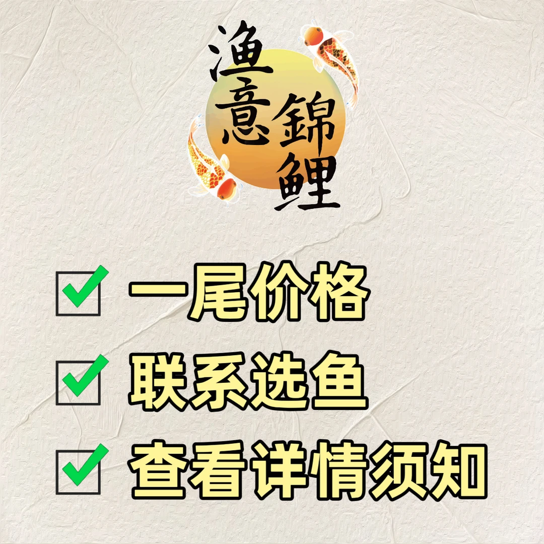 【渔意】锦鲤观赏鱼留养级锦鲤
