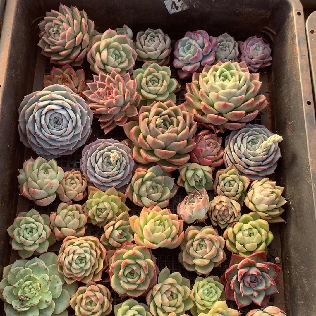 【闪购商品】云136