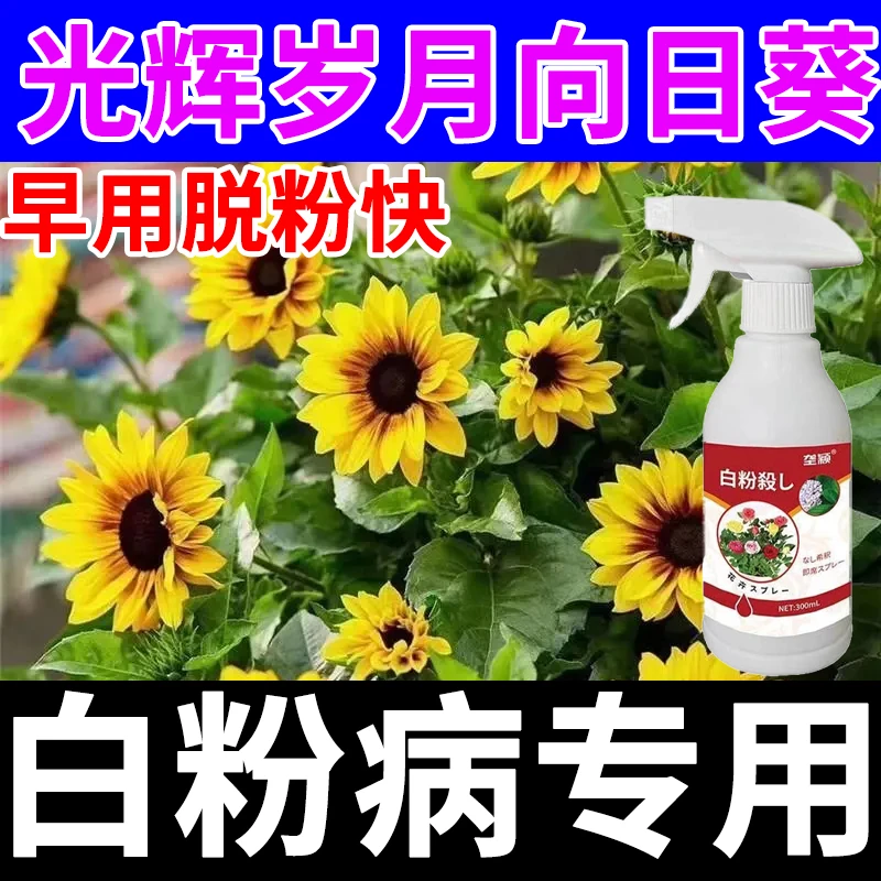 光辉岁月向日葵白粉病专用肥料促生长快速脱粉营养液免稀释即喷型