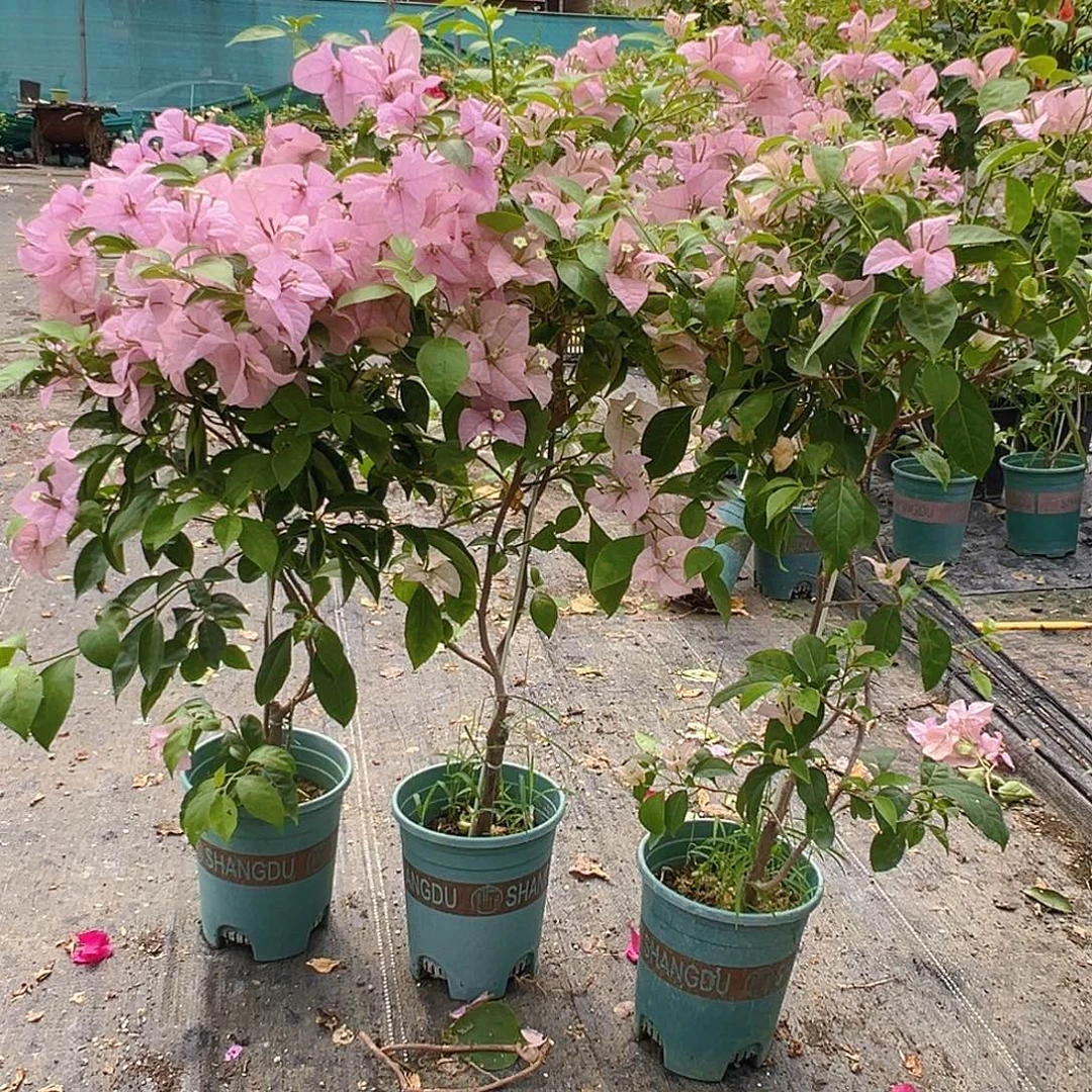当前无花栽培后可以开花赛佛理带竹一颗