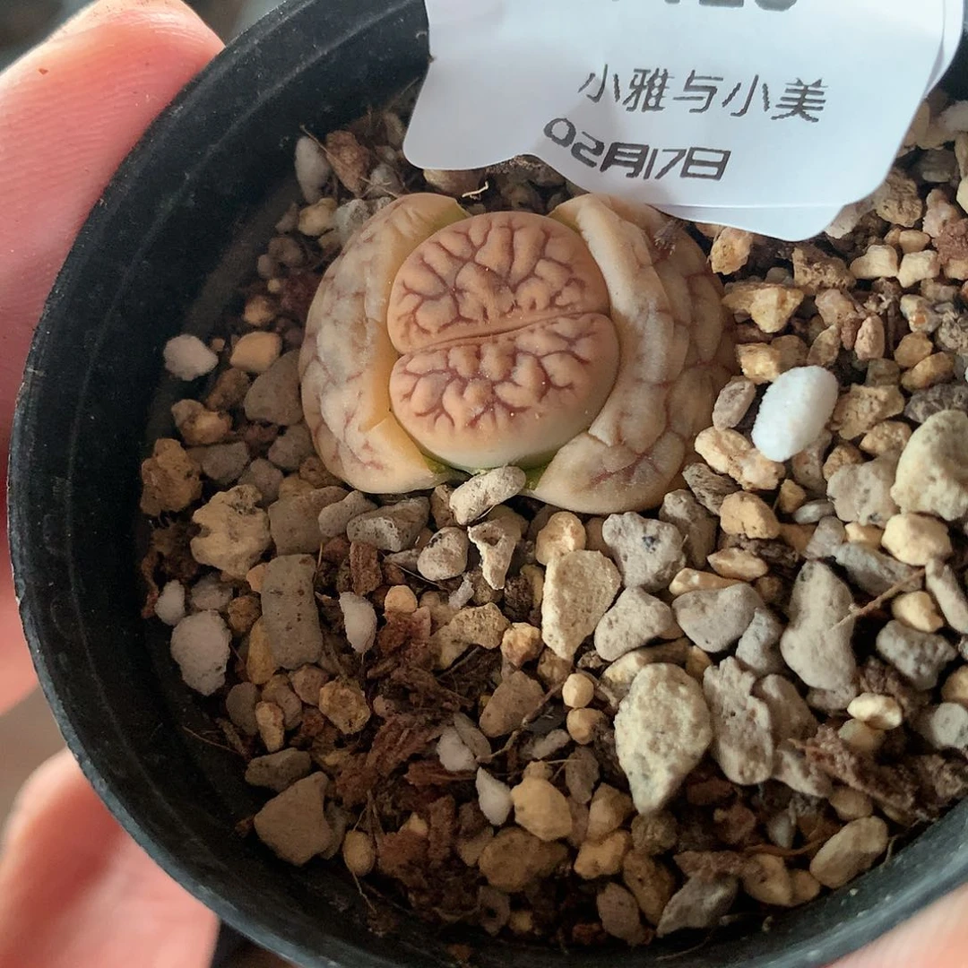 明W123多肉植物保护