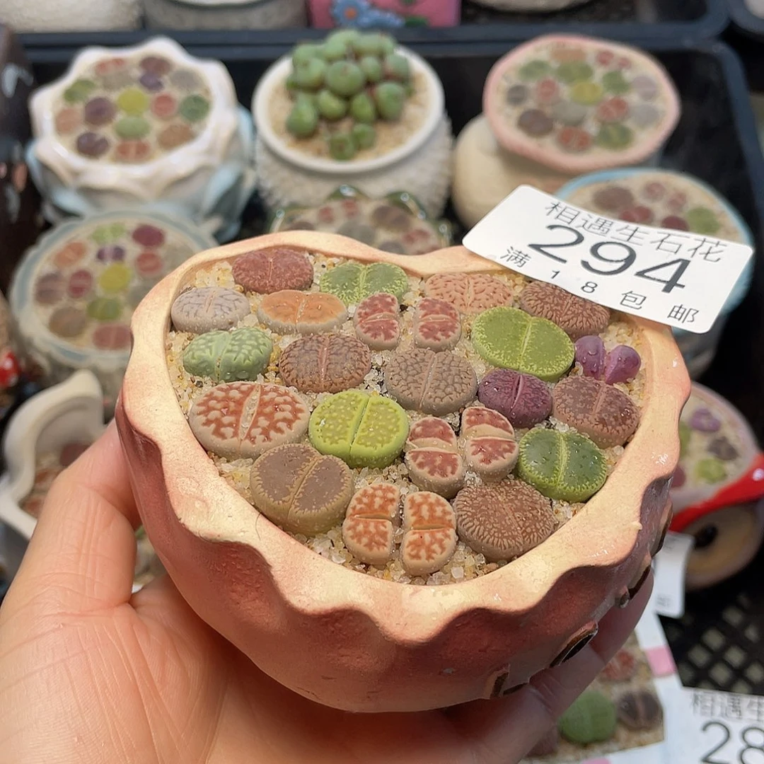 相遇开播福利294