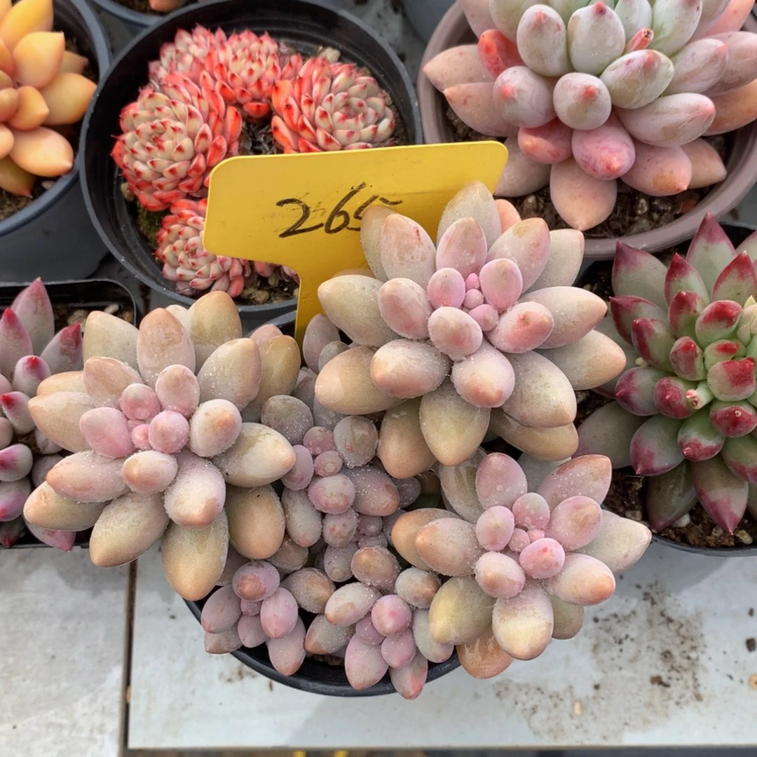 粉色恋人72727273738