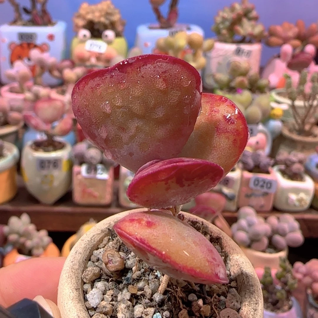 T爱心水泡盆口2.5cm