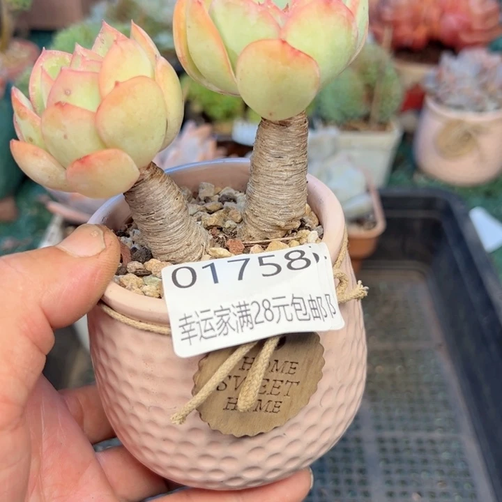 幸运的是我的朋友们都是