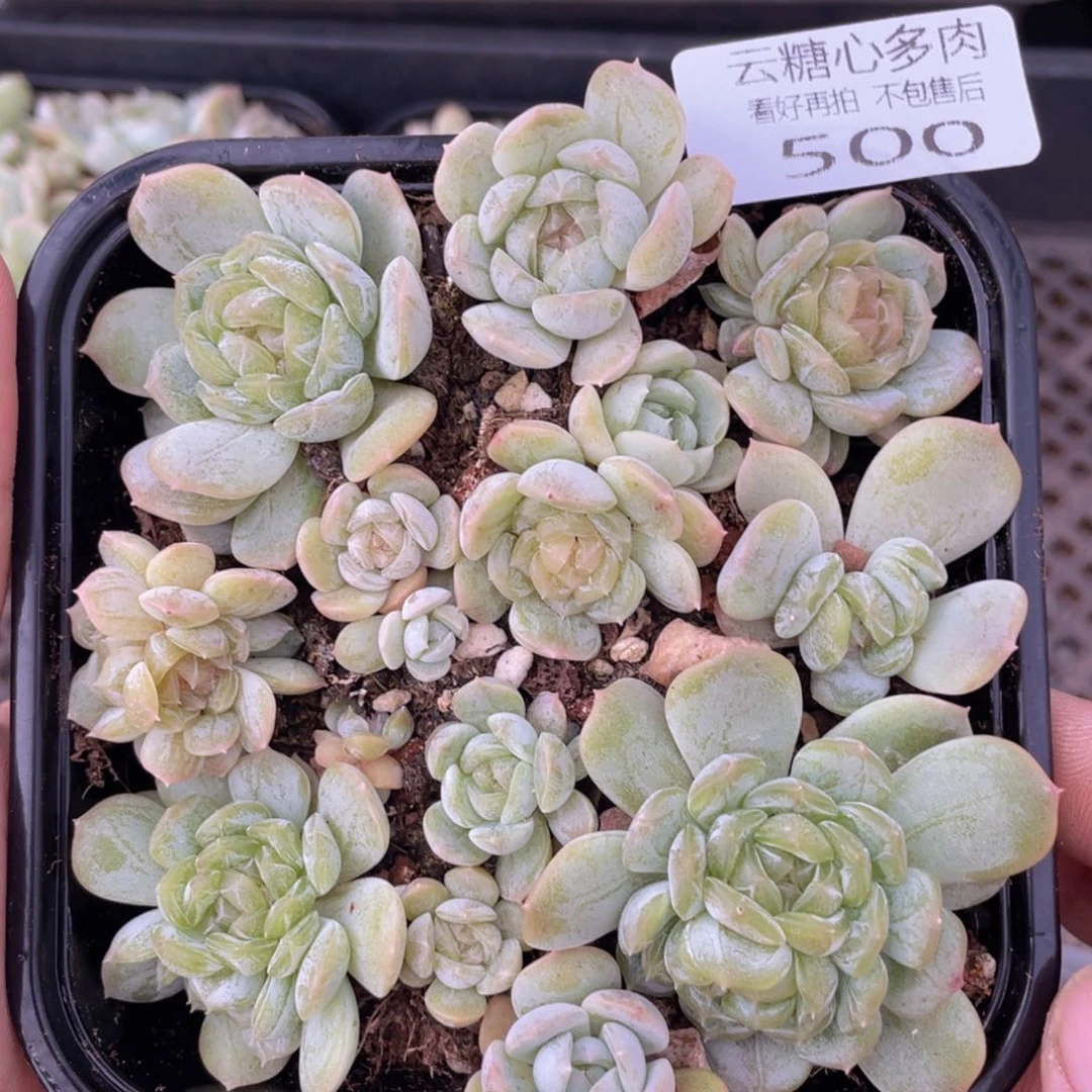 云糖心多肉植物500