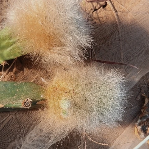 255处理两个枕木砍短