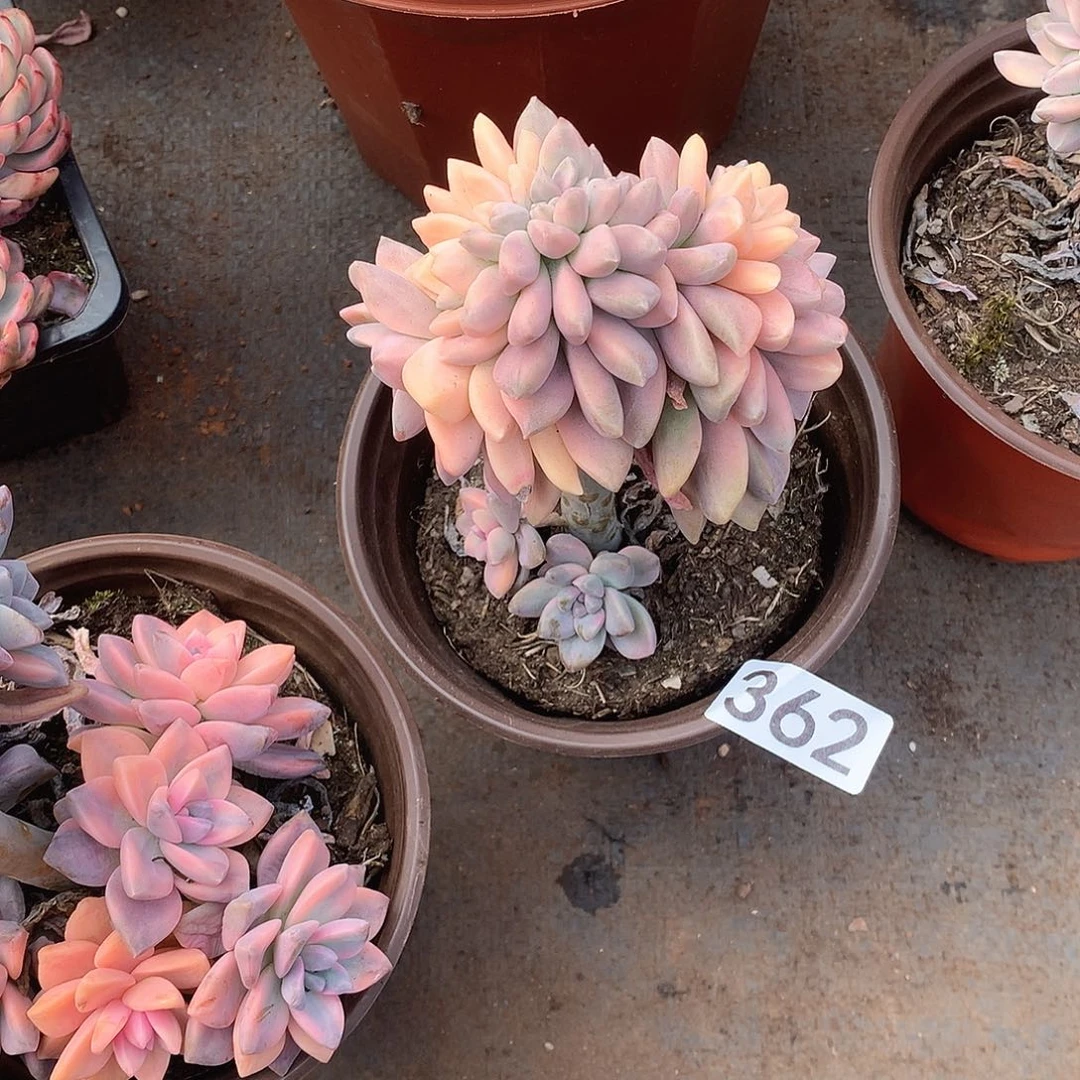 362 一物一拍多肉！