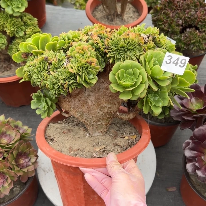 多肉植物绿羊绒缀349