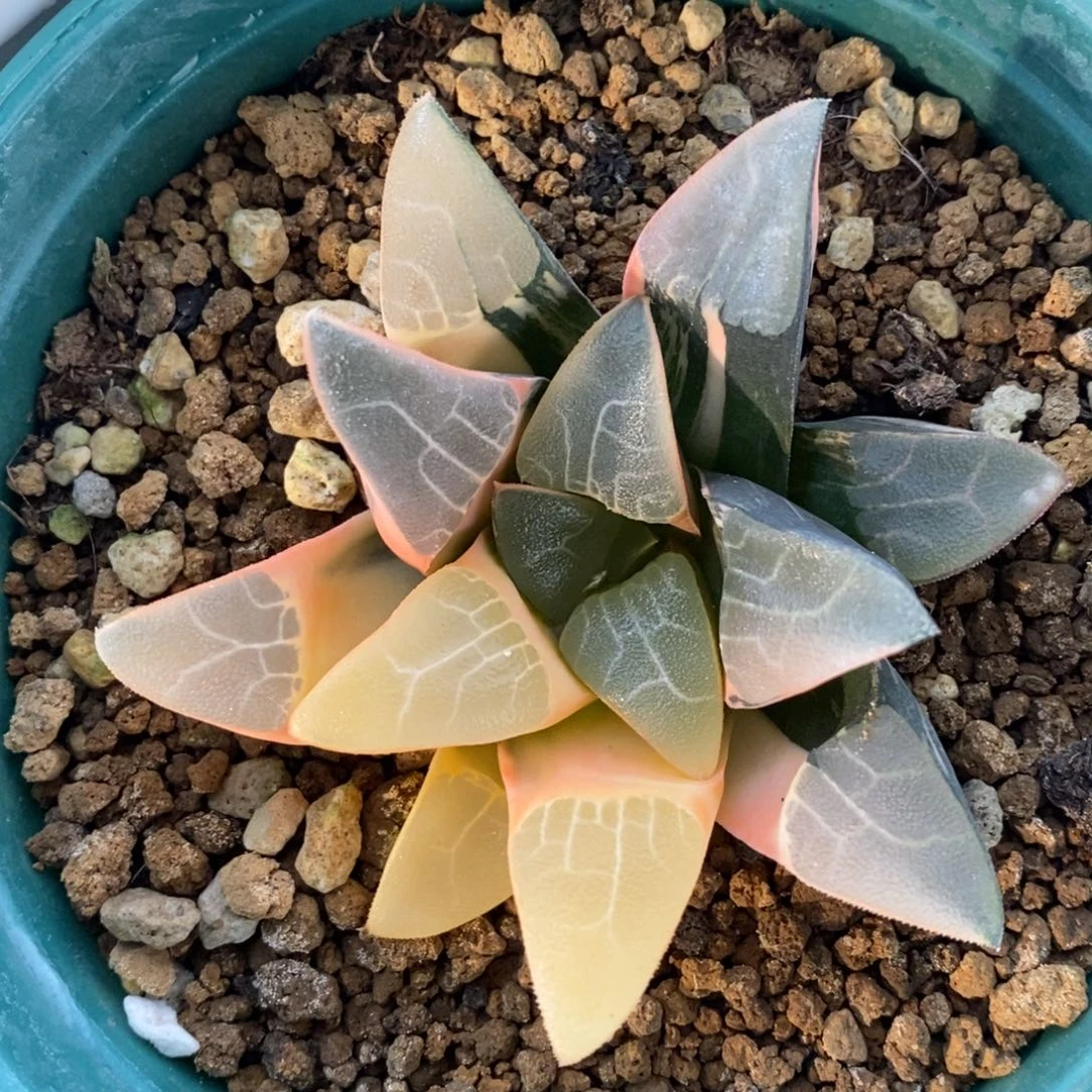 一颗实生大克锦。