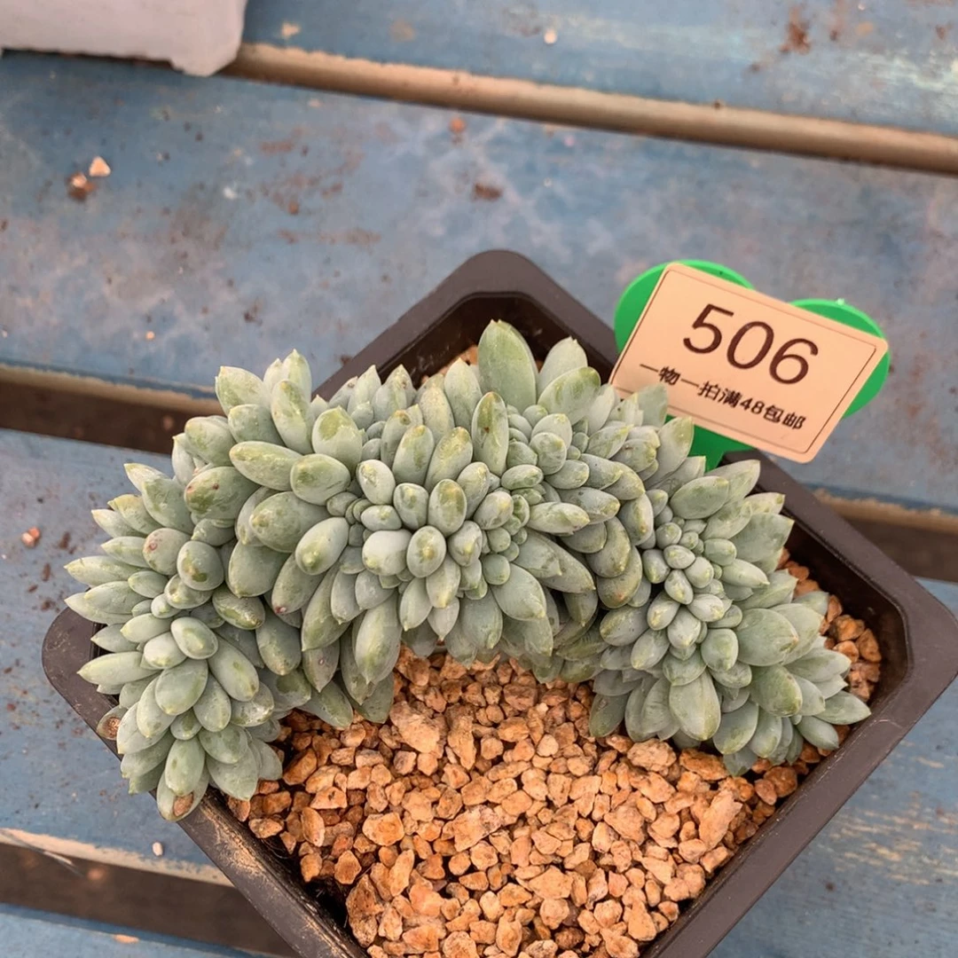 奶糖缀化一物一拍506