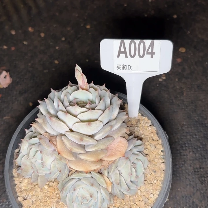 ?**?露娜一物一拍A004