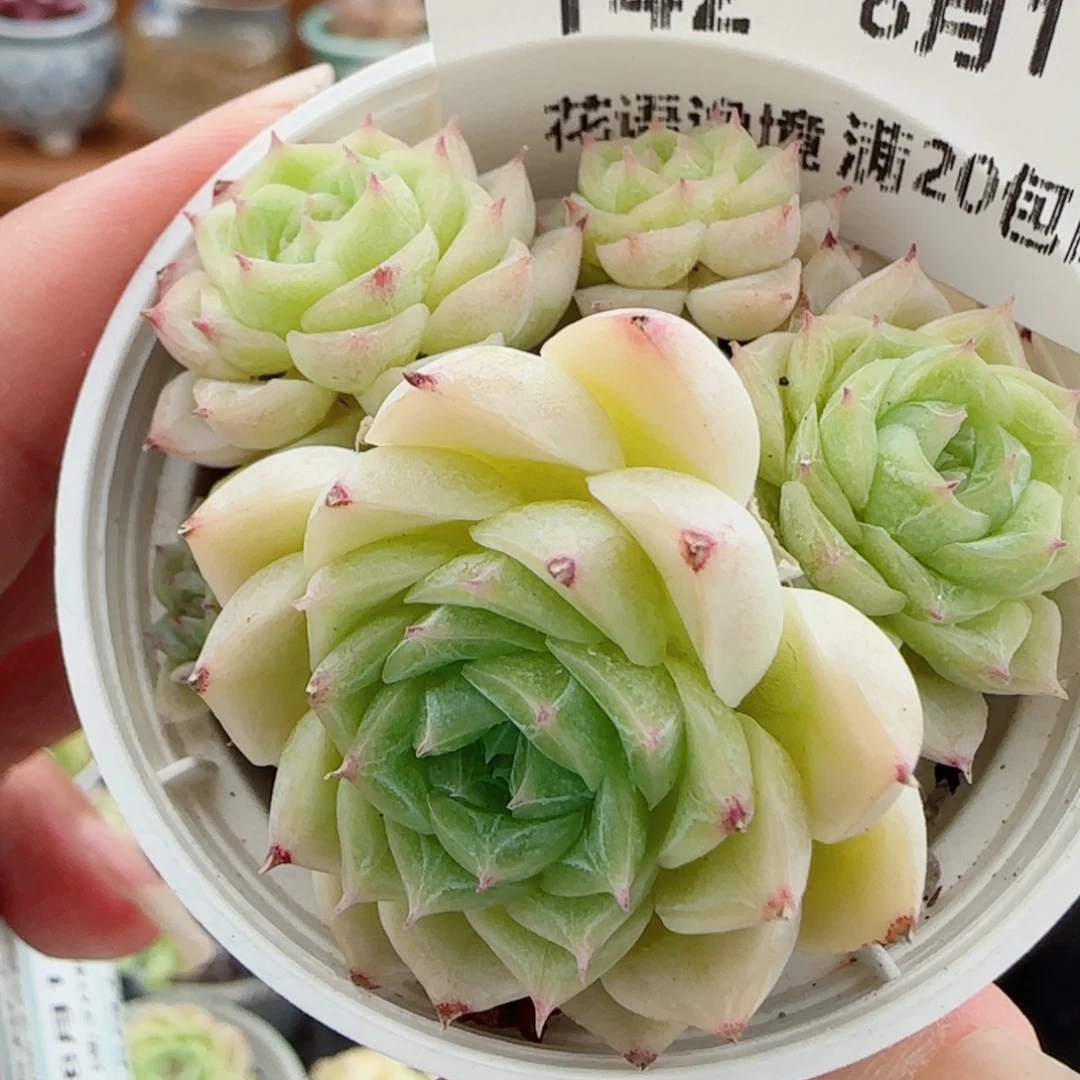 花语逸镜0811-142散