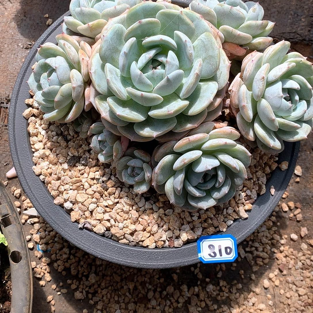 810老林 一物一拍多肉