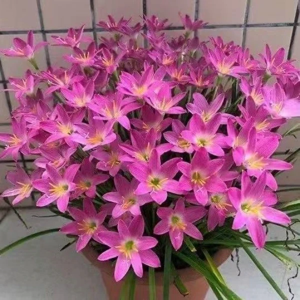 重瓣风雨兰葱兰韭菜花苗盆栽花四季开花花卉庭院阳台观花室外绿植