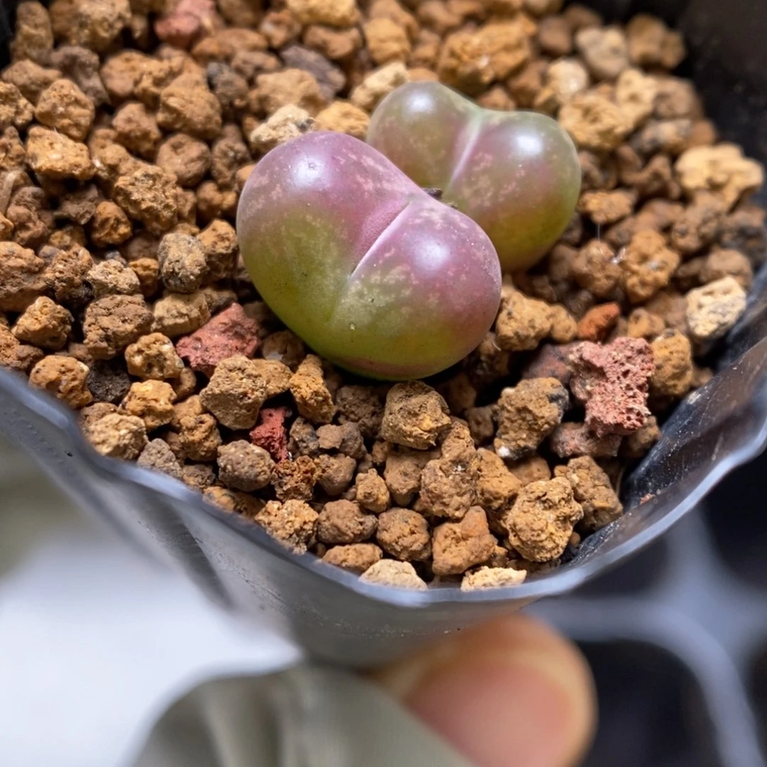 多肉植物肉锥杂交K-3381