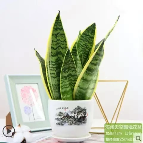 金边虎皮兰根系虎尾兰新房植物除甲醛室内客厅防辐射懒人绿植养护