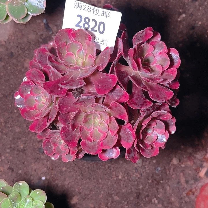 2820爱神多肉植物保护