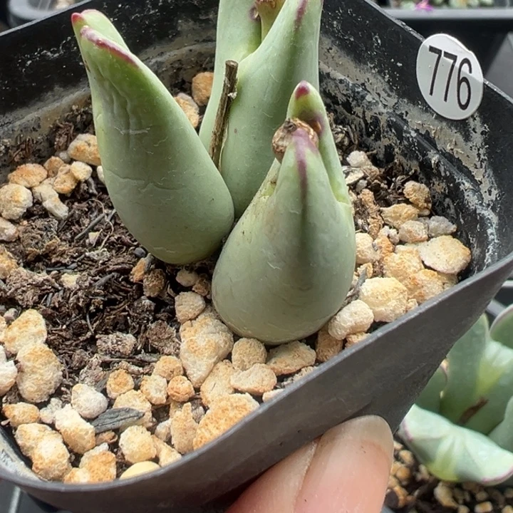 776干这颗多肉有点好看