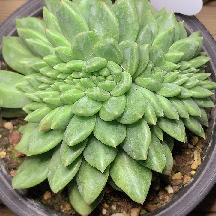t777绿魄缀化10cm