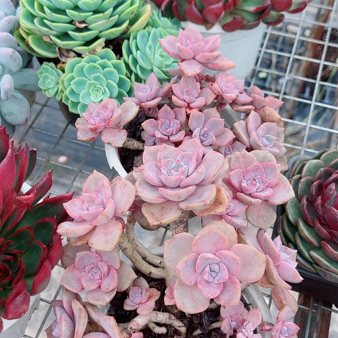 彩虹糖多头大盆群老桩特价